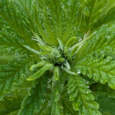 Blue Kosmos Bag Seed growlog timeline photo
