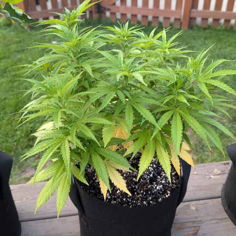 Blue Kosmos Bag Seed growlog timeline photo