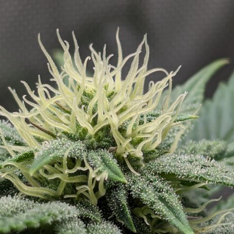 Hindu Kush growlog timeline photo