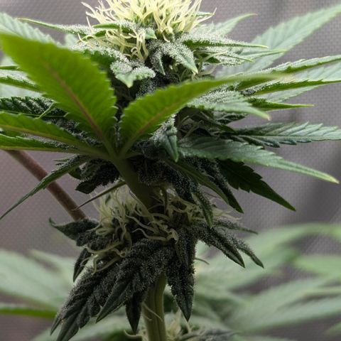 Hindu Kush growlog timeline photo