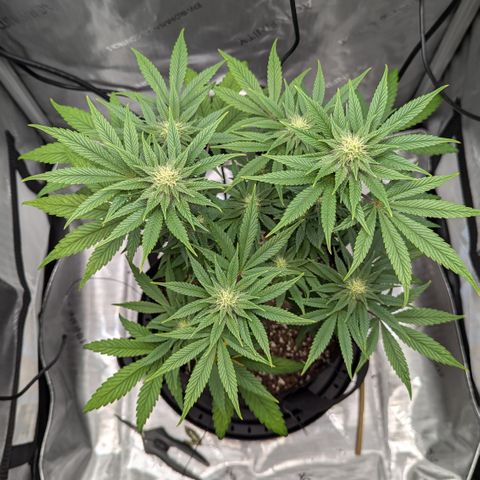 Hindu Kush growlog timeline photo