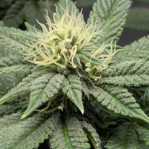 Hindu Kush growlog timeline photo
