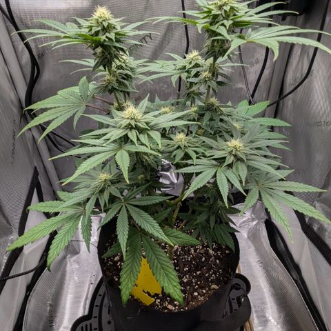 Hindu Kush growlog timeline photo