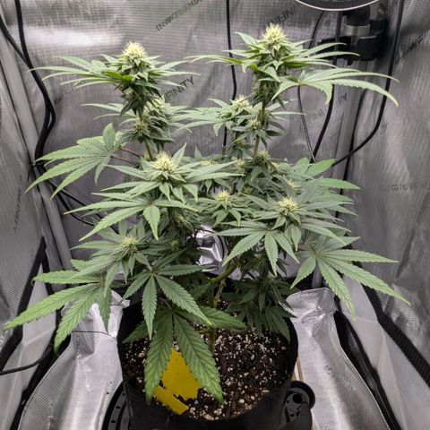 Hindu Kush growlog timeline photo