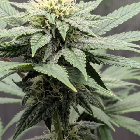 Hindu Kush growlog timeline photo