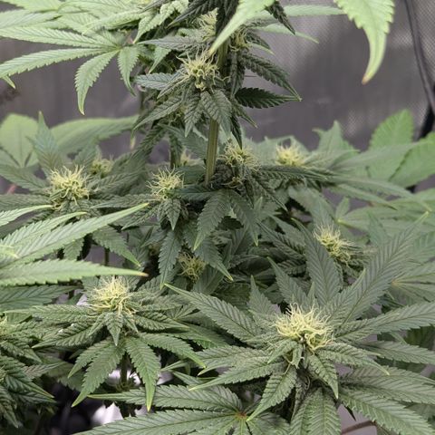 Hindu Kush growlog timeline photo