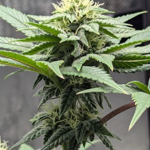 Hindu Kush growlog timeline photo
