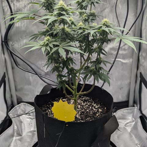 Hindu Kush growlog timeline photo