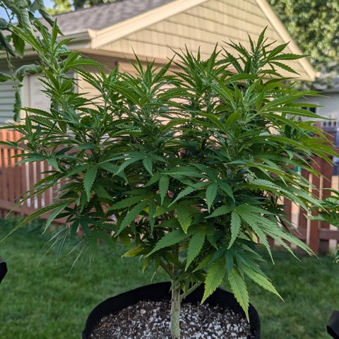 Blue Kosmos Bag Seed growlog timeline photo