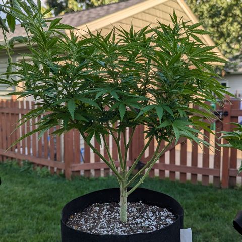 Blue Kosmos Bag Seed growlog timeline photo