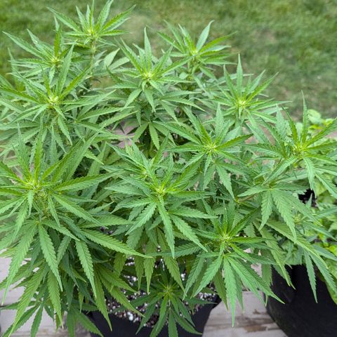 Blue Kosmos Bag Seed growlog timeline photo