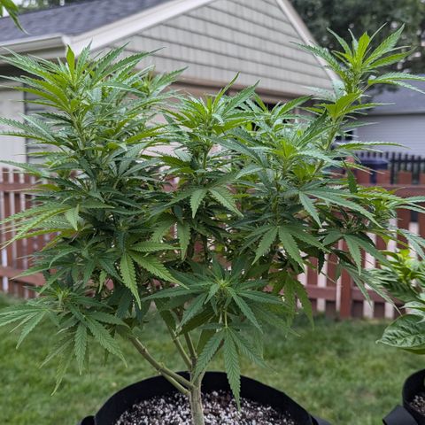Blue Kosmos Bag Seed growlog timeline photo