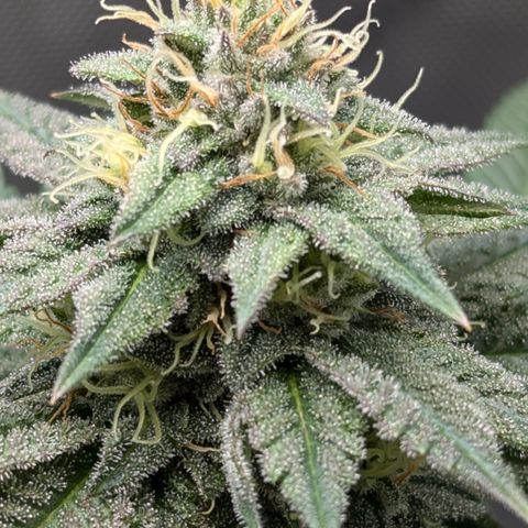 Hindu Kush growlog timeline photo