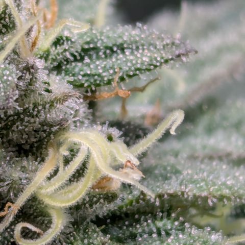 Hindu Kush growlog timeline photo