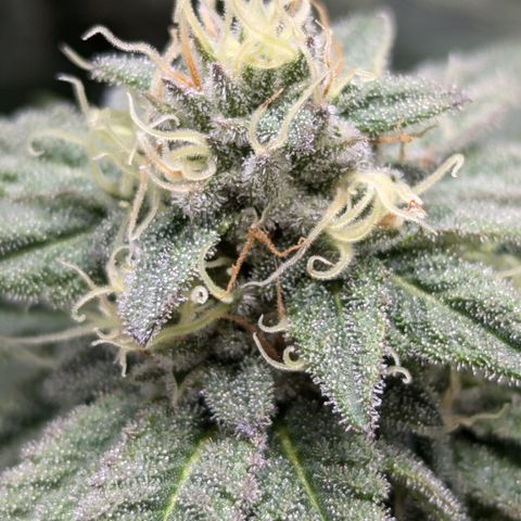 Hindu Kush growlog timeline photo