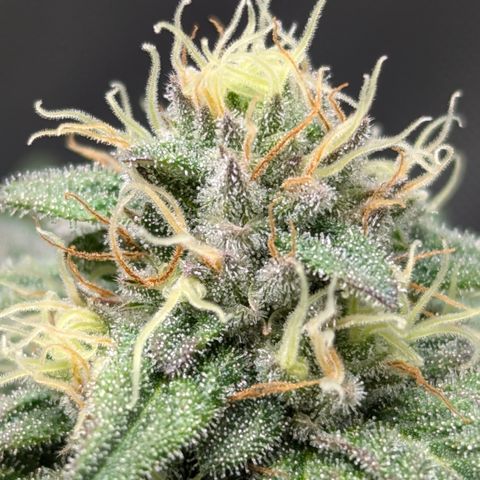 Hindu Kush growlog timeline photo