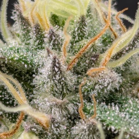 Hindu Kush growlog timeline photo