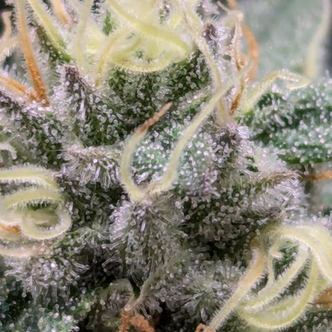 Hindu Kush growlog timeline photo