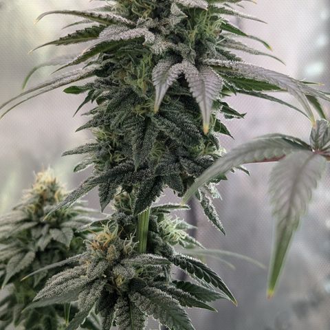 Hindu Kush growlog timeline photo