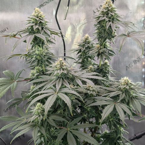Hindu Kush growlog timeline photo