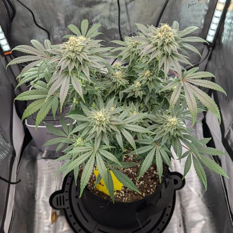 Hindu Kush growlog timeline photo