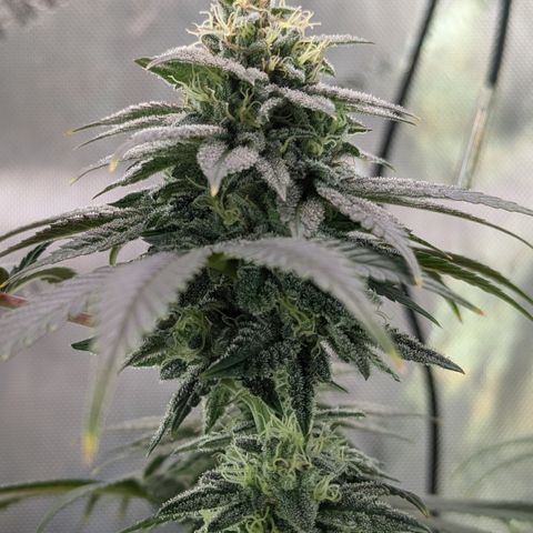 Hindu Kush growlog timeline photo