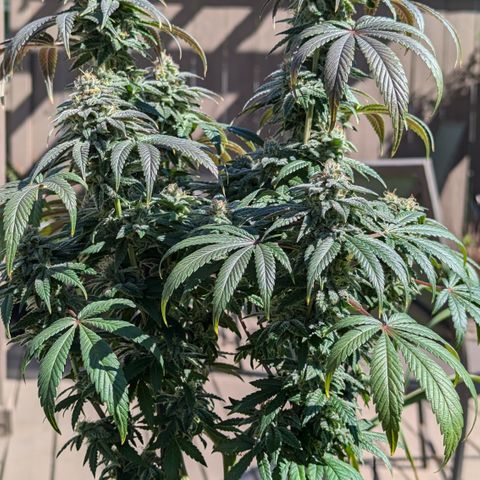 Hindu Kush growlog timeline photo