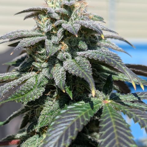 Hindu Kush growlog timeline photo