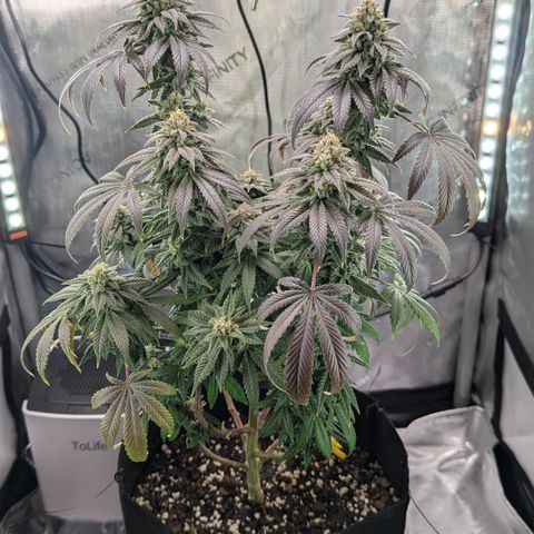 Hindu Kush growlog photo: Can't figure out why the leaves are clawing. Doesn't appear to be related to watering. Over our under watering both seem to produce the same result. 