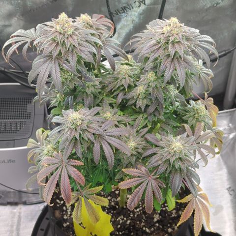 Hindu Kush growlog timeline photo