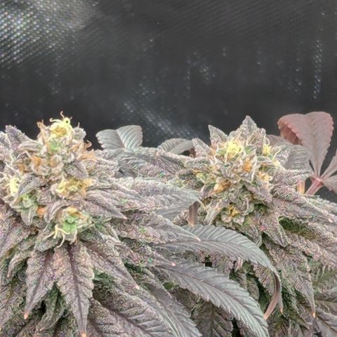 Hindu Kush growlog timeline photo