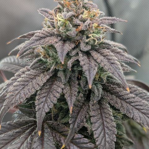 Hindu Kush growlog timeline photo