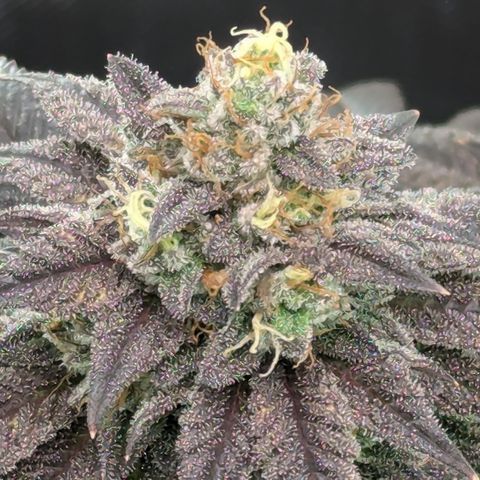 Hindu Kush growlog timeline photo
