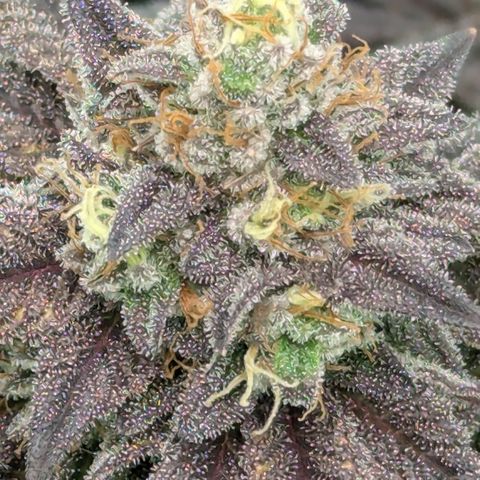 Hindu Kush growlog timeline photo
