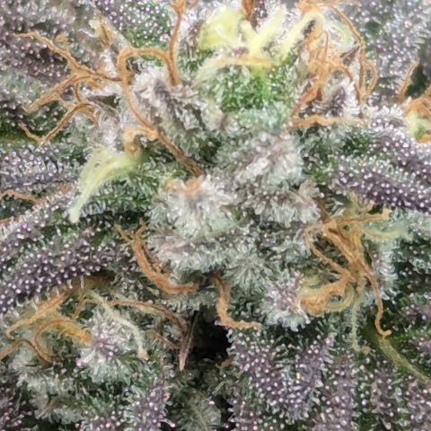 Hindu Kush growlog timeline photo