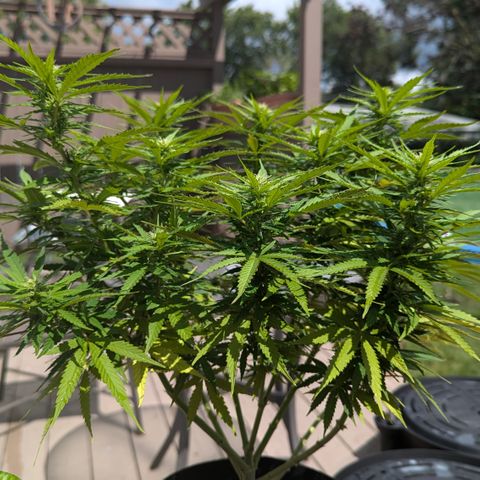 Blue Kosmos Bag Seed growlog timeline photo