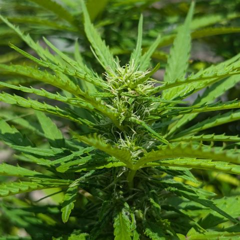 Blue Kosmos Bag Seed growlog timeline photo
