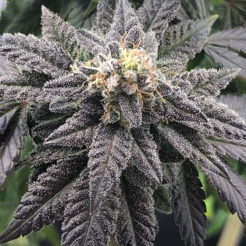 Hindu Kush growlog timeline photo