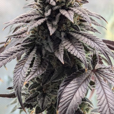 Hindu Kush growlog timeline photo