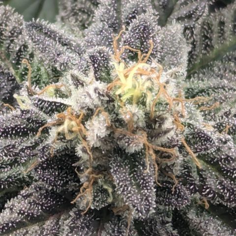 Hindu Kush growlog timeline photo