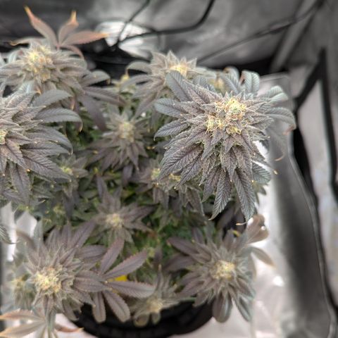 Hindu Kush growlog timeline photo
