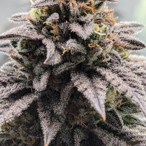 Hindu Kush growlog timeline photo