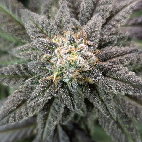 Hindu Kush growlog timeline photo
