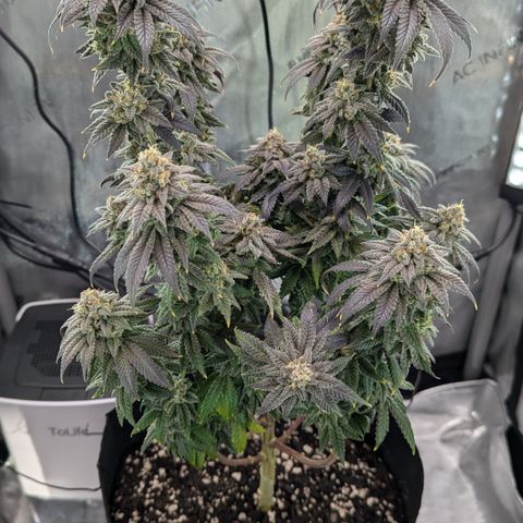Hindu Kush growlog timeline photo