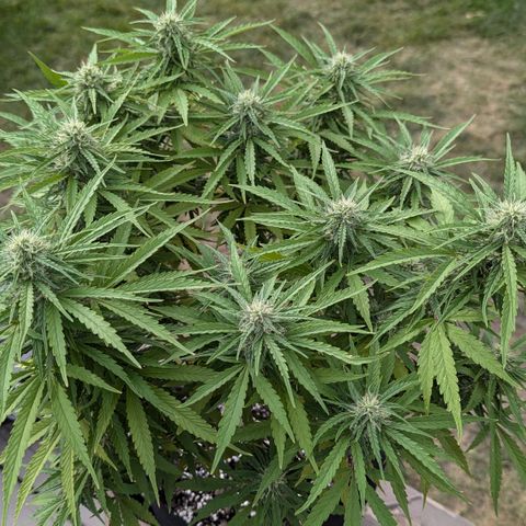 Blue Kosmos Bag Seed growlog timeline photo