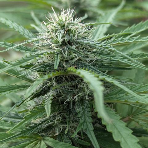 Blue Kosmos Bag Seed growlog timeline photo