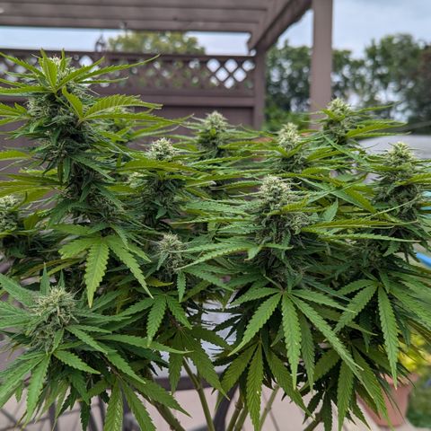 Blue Kosmos Bag Seed growlog timeline photo