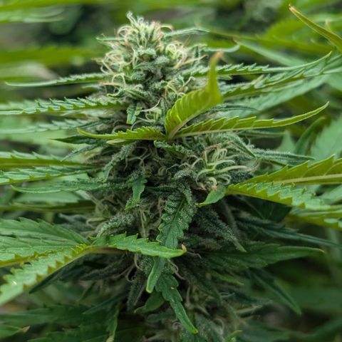 Blue Kosmos Bag Seed growlog timeline photo