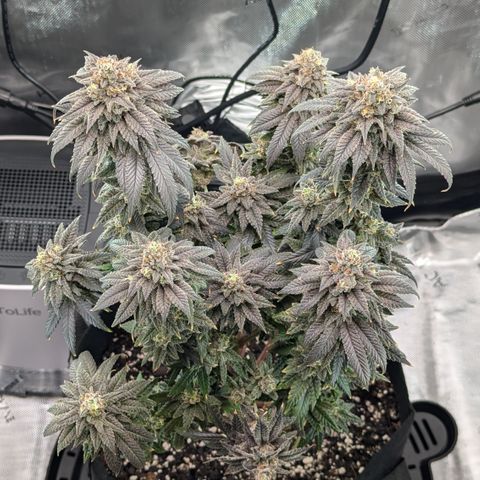 Hindu Kush growlog timeline photo