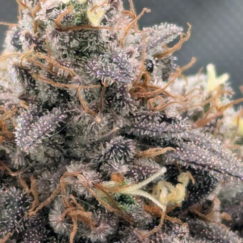 Hindu Kush growlog timeline photo